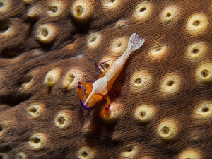 Periclemenes imperator on oloturia by Alex Varani 